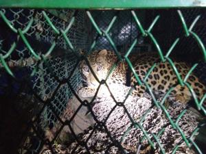 The leopard was spotted prowling a farm land by some villagers on Monday evening while they were on their way back from a nearby forest.(HT PHOTO) The leopard was spotted prowling a farm land by some villagers on Monday evening while they were on their way back from a nearby forest.(HT PHOTO)