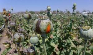 The poppy pod which contains the poppy seeds.(A H Zaidi\File photo) The poppy pod which contains the poppy seeds.(A H Zaidi\File photo)
