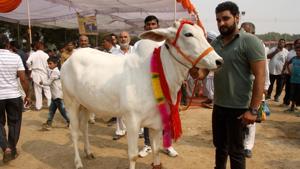 Cow protection has been the central theme of CM Vijay Rupani’s public speeches after the BJP’s landslide victory in Uttar Pradesh elections.(HT File Photo) Cow protection has been the central theme of CM Vijay Rupani’s public speeches after the BJP’s landslide victory in Uttar Pradesh elections.(HT File Photo)