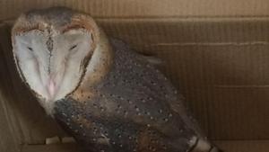 The one-year-old owl was taken to Sultanpur National Park for treatment and is currently under observation. The one-year-old owl was taken to Sultanpur National Park for treatment and is currently under observation.