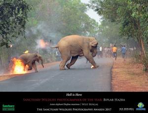 The photograph shows the two elephants escaping flaming tar balls and crackers that were hurled at them.(Facebook/Sanctuary Asia)
