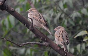 Gurgaon, India- November 07: House Sparrow spotted in Bio Diversity Park, this exercise is part of the month long Aravli Utsav that launched on November 01, in Gurgaon, India, on Tuesday, 07 November 2017. (Photo by Parveen Kumar/Hindustan Times) Gurgaon, India- November 07: House Sparrow spotted in Bio Diversity Park, this exercise is part of the month long Aravli Utsav that launched on November 01, in Gurgaon, India, on Tuesday, 07 November 2017. (Photo by Parveen Kumar/Hindustan Times)