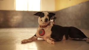 NGO Animals Matter To Me has created a yoyo-sized woofer that can hang from a dog’s collar and play soothing tunes to calm it during a storm or festival. The music is a mix of flute, water and pan pipe sounds. NGO Animals Matter To Me has created a yoyo-sized woofer that can hang from a dog’s collar and play soothing tunes to calm it during a storm or festival. The music is a mix of flute, water and pan pipe sounds.