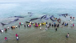Indonesian officers from Nature Conservation Agency (BKSDA) and environmental activists trying to refloat stranded sperm whales in Aceh Besar.(AFP Photo) Indonesian officers from Nature Conservation Agency (BKSDA) and environmental activists trying to refloat stranded sperm whales in Aceh Besar.(AFP Photo)