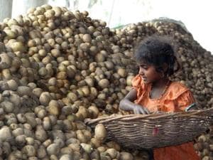 Potato growers have been forced to sell their crop at throwaway rates.(Representative Image) Potato growers have been forced to sell their crop at throwaway rates.(Representative Image)