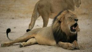 This handout photo of a Zimbabwean lion called This handout photo of a Zimbabwean lion called