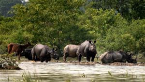 Assam hosts the largest population of rhinos in India.(PTI Photo) Assam hosts the largest population of rhinos in India.(PTI Photo)