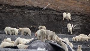 A handout picture shows polar bears gathering around the carcass of a bowhead whale on the shore of Russia's Wrangel Island.(AFP Photo) A handout picture shows polar bears gathering around the carcass of a bowhead whale on the shore of Russia's Wrangel Island.(AFP Photo)