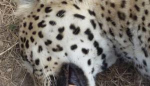 The leopard was spotted lying lifeless in a mining pit by a group of villagers who immediately informed the forest department staff regarding the animal. The leopard was spotted lying lifeless in a mining pit by a group of villagers who immediately informed the forest department staff regarding the animal.