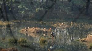 Painted stork, among the most nested species in the Sulatanpur National Park, flock to the 352-acre water body in Sultanpur National Park every year.(Parveen Kumar/HT Photo) Painted stork, among the most nested species in the Sulatanpur National Park, flock to the 352-acre water body in Sultanpur National Park every year.(Parveen Kumar/HT Photo)