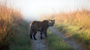 At present, there are 14 tigers at Sariska.(AP PHOTO) At present, there are 14 tigers at Sariska.(AP PHOTO)
