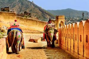 There are about 3,000-4,000 captive elephants in India.(Shutterstock/ Representative photo) There are about 3,000-4,000 captive elephants in India.(Shutterstock/ Representative photo)