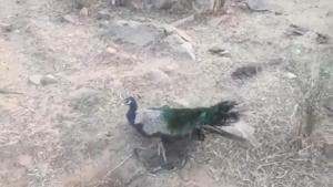 The complainant said that he regularly visits the forest area in the mornings during his walk, during which he found evidence of poaching of wildlife in the Aravallis. The complainant said that he regularly visits the forest area in the mornings during his walk, during which he found evidence of poaching of wildlife in the Aravallis.