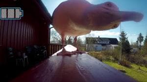 The video shows an innocent looking seagull feeding on bread crumbs before it hops forward and picks up the camera in its beak(Screengrab/Twitter (GoPro))