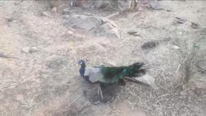 On December 9, a resident had filed an FIR against poaching near Tata Raisina Residency. He shared pictures of trapped peacocks (above) and evidence of metal trap with the wildlife department. On December 9, a resident had filed an FIR against poaching near Tata Raisina Residency. He shared pictures of trapped peacocks (above) and evidence of metal trap with the wildlife department.