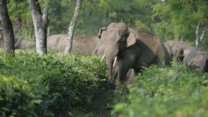 A herd of wild elephants walk through a tea garden near Siliguri. As the human population increases, the natural habitat of elephants get destroyed and they are forced to move into farming areas.(AFP) A herd of wild elephants walk through a tea garden near Siliguri. As the human population increases, the natural habitat of elephants get destroyed and they are forced to move into farming areas.(AFP)
