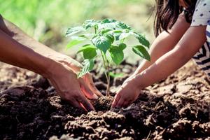 Schools can have a programmes to adopt one plant in school and one at home and take pledge to provide complete care to it with the help of a gardener or parents and others.(Getty Images/iStockphoto)