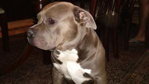 Three-year-old Promise, an American Bully, was abducted from outside Omaxe Forest Spa condominium in Sector 93B of Noida. Three-year-old Promise, an American Bully, was abducted from outside Omaxe Forest Spa condominium in Sector 93B of Noida.