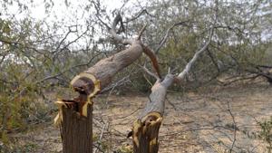 With no clarity on the status of land in the region, tree felling continued across the forested terrain in Aravallis, leading to a loss of tree cover in Haryana.(HT file photo) With no clarity on the status of land in the region, tree felling continued across the forested terrain in Aravallis, leading to a loss of tree cover in Haryana.(HT file photo)