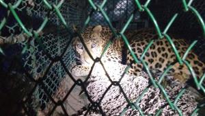A year after a leopard was beaten to death by a mob in Mandawar village in front of officials from the forest and wildlife department, all leopards that strayed into the state’s villages were rescued and released into the Aravalli forest. A year after a leopard was beaten to death by a mob in Mandawar village in front of officials from the forest and wildlife department, all leopards that strayed into the state’s villages were rescued and released into the Aravalli forest.