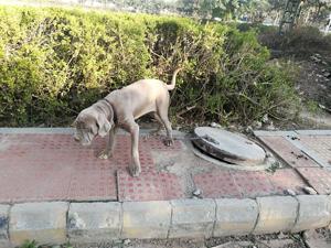 The nine dogs which were rescued include two Huskies, two Pit Bulls, one Sharpe and four Mastiffs. The dogs were tied to gutters and fences.(HT PHOTO) The nine dogs which were rescued include two Huskies, two Pit Bulls, one Sharpe and four Mastiffs. The dogs were tied to gutters and fences.(HT PHOTO)