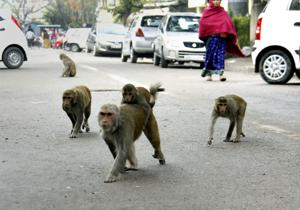 Rights activists said that stray animals in the city, which include dogs and monkeys, are in a bad shape and are being captured illegally(HT FILE) Rights activists said that stray animals in the city, which include dogs and monkeys, are in a bad shape and are being captured illegally(HT FILE)