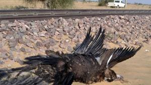 One of the vultures that was run over by a train in Jaisalmer's Pokhran area.(HT Photo)