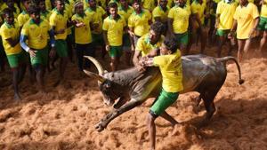 The bull tamer taming a bull during a Jallikattu event organised at Avaniyapuram in Madurai on Sunday.(PTI File Photo) The bull tamer taming a bull during a Jallikattu event organised at Avaniyapuram in Madurai on Sunday.(PTI File Photo)