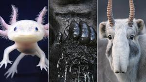 (L-R) The Axolotl, the Western Lowland Gorilla and the Saiga Antelope (All three: critically endangered)(© Tim Flach)