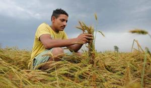 File photo of a farmer showing his damaged wheat crop due to unexpected rain in a village on the outskirts of Jalandhar.(HT PHOTO) File photo of a farmer showing his damaged wheat crop due to unexpected rain in a village on the outskirts of Jalandhar.(HT PHOTO)