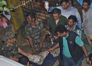 A leopard was rescued from a residential society in Andheri, on December 10(Satyabrata Tripathy/HT Photo) A leopard was rescued from a residential society in Andheri, on December 10(Satyabrata Tripathy/HT Photo)