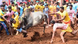 Participants trying to tame a bull during the Alanganallur jallikattu in Madurai district on Tuesday.(PTI) Participants trying to tame a bull during the Alanganallur jallikattu in Madurai district on Tuesday.(PTI)