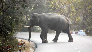 An elpehant crosses the road on Haridwar-Pauri road.(RAMESHWAR GAUR/HT PHOTO) An elpehant crosses the road on Haridwar-Pauri road.(RAMESHWAR GAUR/HT PHOTO)