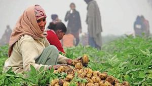 Against a production cost of around Rs 5 per kg, potato is selling at Rs 2 per kg in the wholesale market. Doaba has 93% of the state’s sown area of the crop.(HT File) Against a production cost of around Rs 5 per kg, potato is selling at Rs 2 per kg in the wholesale market. Doaba has 93% of the state’s sown area of the crop.(HT File)