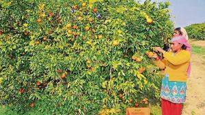Workers plucking kinnows in an orchard in Hoshiarpur.(HT Photo) Workers plucking kinnows in an orchard in Hoshiarpur.(HT Photo)