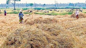 Tamil Nadu farmers are crying hoarse for 15 tmcft of water to save the standing samba crop, but the state government is in a bind given the precariously low storage level in the Mettur dam.(S Raja/ Hindustan Times) Tamil Nadu farmers are crying hoarse for 15 tmcft of water to save the standing samba crop, but the state government is in a bind given the precariously low storage level in the Mettur dam.(S Raja/ Hindustan Times)