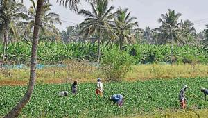 Karnataka’s farmers want the Supreme Court to protect their interests as they believe that the Centre and Cauvery Water Disputes Tribunal are ‘against them’.(Arijit Sen/ Hindustan Times) Karnataka’s farmers want the Supreme Court to protect their interests as they believe that the Centre and Cauvery Water Disputes Tribunal are ‘against them’.(Arijit Sen/ Hindustan Times)