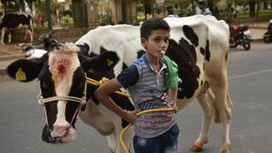A boy poses with his cow during Makar Sankranti to celebrate the harvest season at Kanakanpalya, Bengaluru, January 15, 2018(Arijit Sen/HT) A boy poses with his cow during Makar Sankranti to celebrate the harvest season at Kanakanpalya, Bengaluru, January 15, 2018(Arijit Sen/HT)