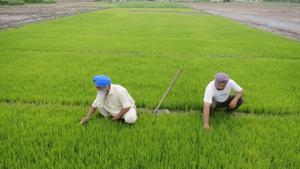 Finance minister Arun Jaitley said that Minimum Support Prices(MSP) for the 2018-19 rabi season have been announced with a 50% mark-up.(HT File Photo) Finance minister Arun Jaitley said that Minimum Support Prices(MSP) for the 2018-19 rabi season have been announced with a 50% mark-up.(HT File Photo)