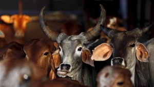 The centre of attraction is Kishori, who turns three this weekend.(HT File Photo) The centre of attraction is Kishori, who turns three this weekend.(HT File Photo)