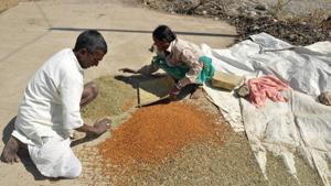 An Indian farmer couple separate grains.(AFP FILE) An Indian farmer couple separate grains.(AFP FILE)
