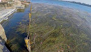 The rotting vegetation is also killing the fish in the river, putting the hundreds of fishermen in crisis.(HT Photo) The rotting vegetation is also killing the fish in the river, putting the hundreds of fishermen in crisis.(HT Photo)