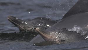 Marine experts believe an attack by a group of bottlenose dolphins provoked the mass beaching.(AP File Photo/Representative image) Marine experts believe an attack by a group of bottlenose dolphins provoked the mass beaching.(AP File Photo/Representative image)