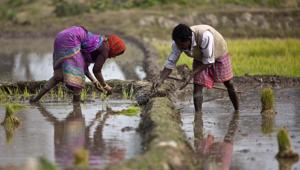 Farmers replant rice saplings in a paddy field in Assam. Between 2006-07 and 2016-17, rice alone accounted for around 17% of the total value of India’s agricultural exports(AP) Farmers replant rice saplings in a paddy field in Assam. Between 2006-07 and 2016-17, rice alone accounted for around 17% of the total value of India’s agricultural exports(AP)