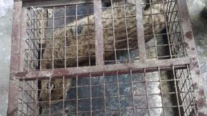 Haridwar being a religious centre, there is large scale illegal trade in wildlife body parts, say officials.(HT File/Rameshwar Gaur) Haridwar being a religious centre, there is large scale illegal trade in wildlife body parts, say officials.(HT File/Rameshwar Gaur)