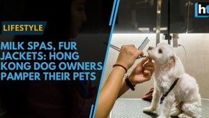 <p>The Chinese New Year has just begun and this is the Year of the Dog. Dog owners in Hong Kong are pampering their four-legged friends more than ever to ensure their pooches are glossed and spritzed, with money no object.</p>