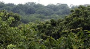The Compensatory Afforestation Fund Act was passed in 2016, creating national and state-level fund.(HT File Photo) The Compensatory Afforestation Fund Act was passed in 2016, creating national and state-level fund.(HT File Photo)