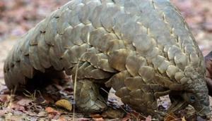 Almost 650 pangolins have been trafficked from India every year since 2009 according to a report by TRAFFIC India.(AFP FILE) Almost 650 pangolins have been trafficked from India every year since 2009 according to a report by TRAFFIC India.(AFP FILE)