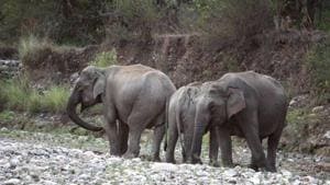 Three days after an elephant was killed after being hit by a train inside the Rajaji Tiger Reserve, members of the Northern Railway Men’s Union have opposed the forest department’s move to file a case against the train driver.(HT FILE) Three days after an elephant was killed after being hit by a train inside the Rajaji Tiger Reserve, members of the Northern Railway Men’s Union have opposed the forest department’s move to file a case against the train driver.(HT FILE)