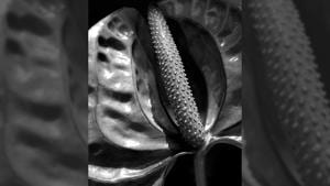 An image from the series of untitled photographs from Prabuddha Dasgupta’s ‘Anatomies’ which reveals his interest in the fragility of plants(The estate of Prabuddha Dasgupta/ PHOTOINK) An image from the series of untitled photographs from Prabuddha Dasgupta’s ‘Anatomies’ which reveals his interest in the fragility of plants(The estate of Prabuddha Dasgupta/ PHOTOINK)